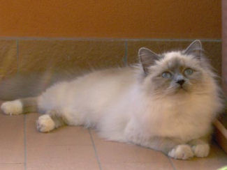 BIRMAN_bluepoint.jpg