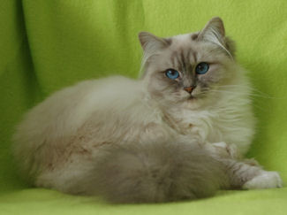 BIRMAN_bluetabbypoint.jpg