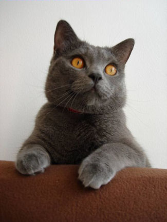 CHARTREUX-male.jpg