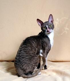 CORNISHREX_femelle.jpg