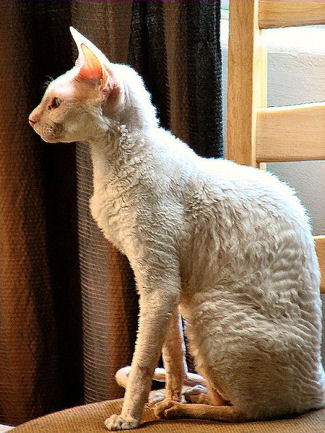 CORNISHREX_white.jpg