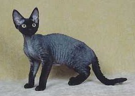 DEVONREX_black.jpg