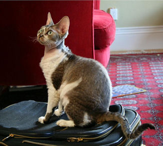 DEVONREX_brown&white.jpg