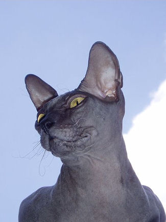 DONSPHYNX-male2.jpg