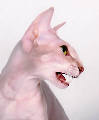 PETERBALD_2-LILACTABBY.jpg