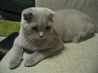 SCOTTISHFOLD-1pli.jpg