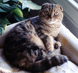 SCOTTISHFOLD-3pli.jpg