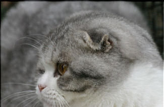 SCOTTISHFOLD-male-bleusilvertabbyetblanc.jpg