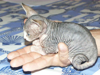 SPHYNX-1.jpg