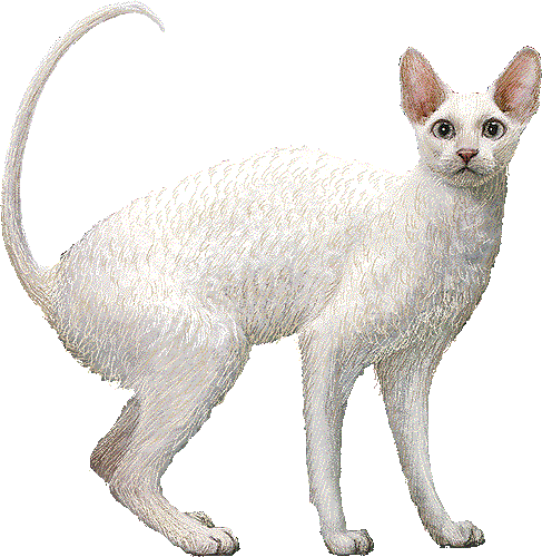 corps_cornishrex_grand.gif