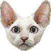 tete_cornishrex.gif