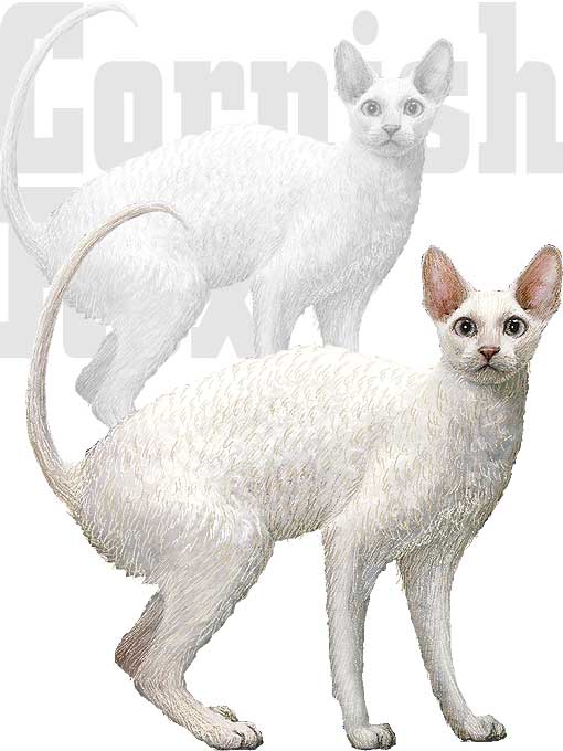 titre_cornishrex.jpg