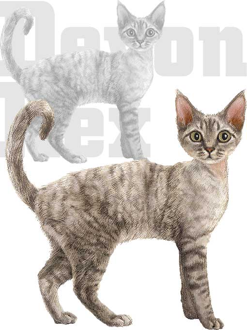 titre_devonrex.jpg