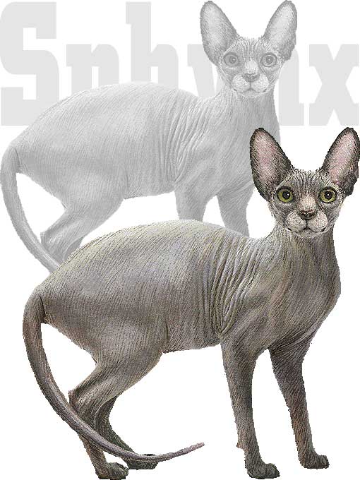 titre_sphynx.jpg